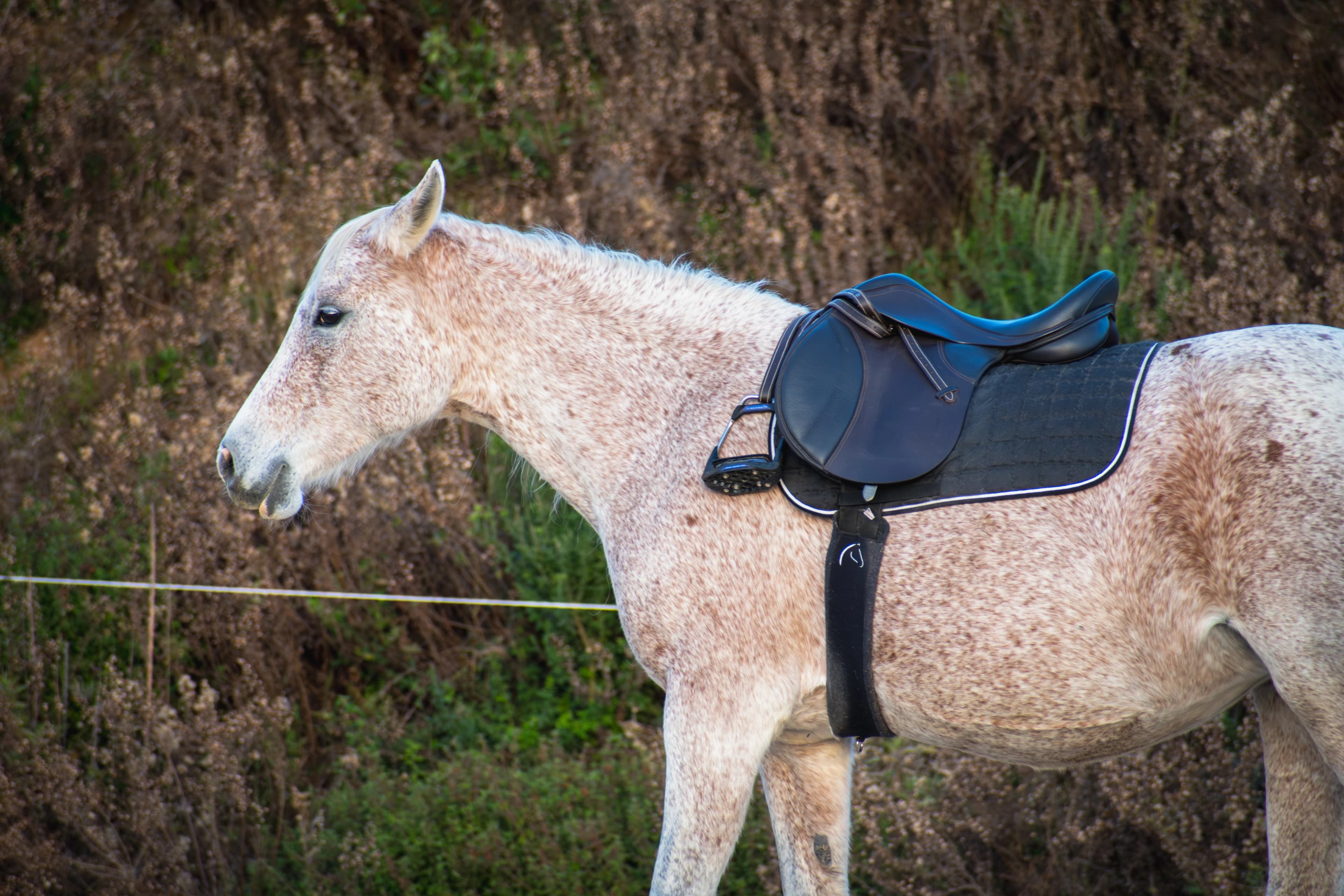 Elegant horse in a minimalist stable